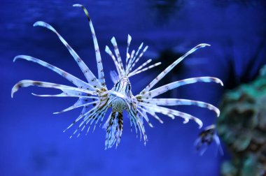 Lionfish Seagrass üzerinde Yüzme
