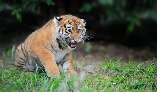 Tiger cub in gras — Stockfoto