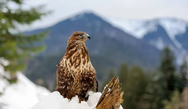 Hawk na větvi — Stock fotografie