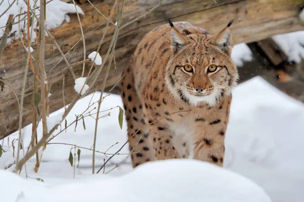 Lynx in het winterbos — Stockfoto