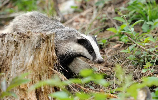 Badger dekat liang — Stok Foto