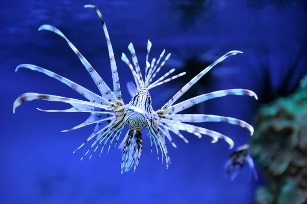 Lionfish κολύμπι πάνω από το Ποσειδωνίας — Φωτογραφία Αρχείου