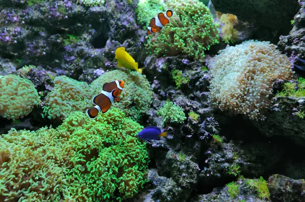 Verschiedene bunte Fische beim Schwimmen — Stockfoto