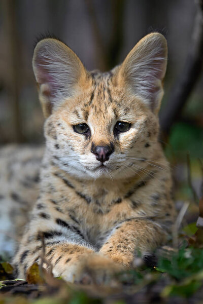 Сервальная кошка (Felis serval
)