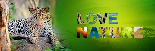 Leopardo con testo Amore Natura — Foto Stock
