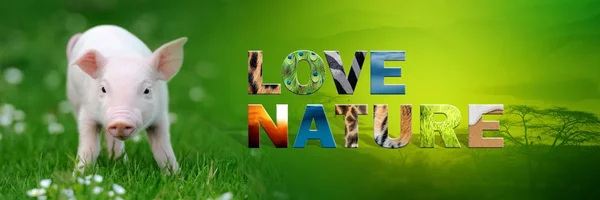 Knorretje met tekst Love Nature — Stockfoto