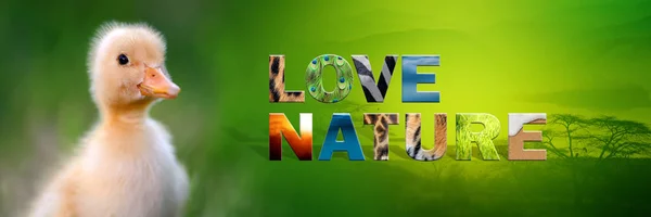 Kaczątko tekst miłość natura — Zdjęcie stockowe