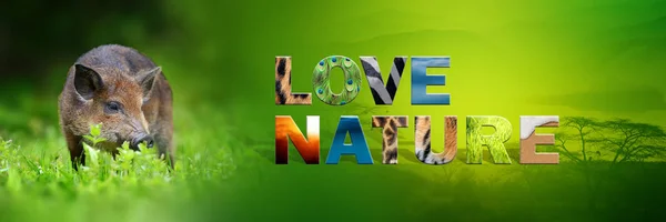 Javali selvagem com texto Amor Natureza — Fotografia de Stock