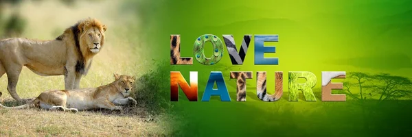 Lew z tekstem miłość natura — Zdjęcie stockowe