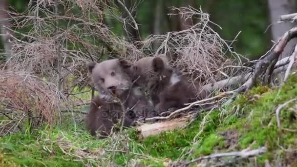 Dwa Niedźwiadki Lesie — Wideo stockowe
