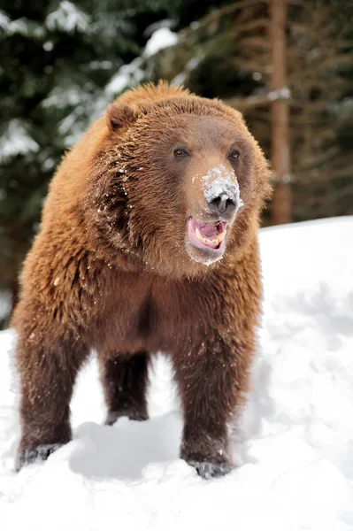 Urso em tempo de inverno — Fotografia de Stock