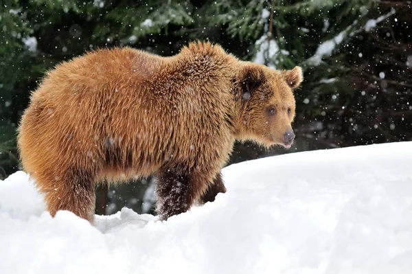 A medve téli idő — Stock Fotó