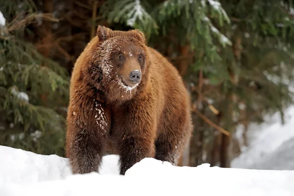 Orso in inverno — Foto Stock