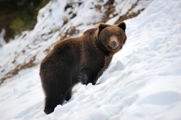 Urso em tempo de inverno — Fotografia de Stock
