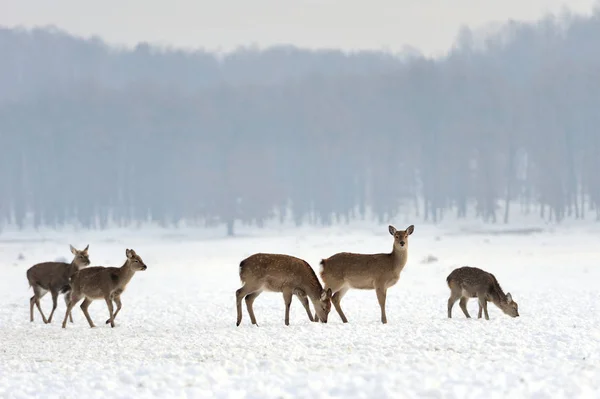 Kış saati geyik — Stok fotoğraf