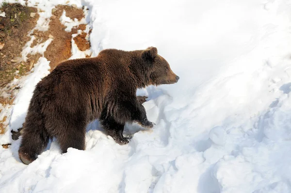 Orso in inverno — Foto Stock