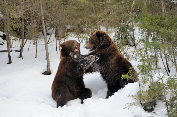 Bär im Winter — Stockfoto