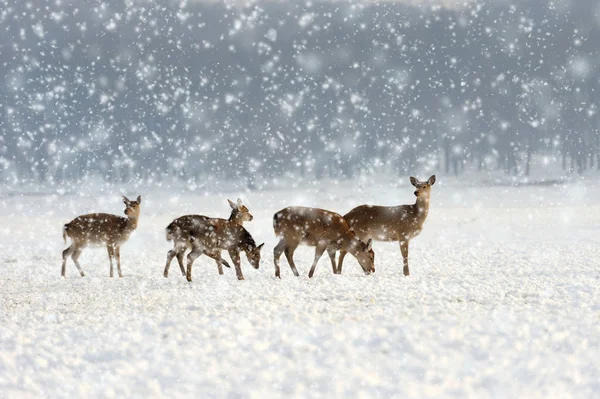 鹿在冬天时间 — 图库照片