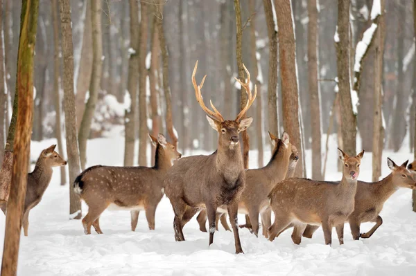 Rotwild im Winter — Stockfoto