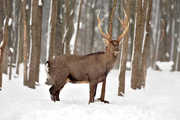 Deer in winter time — Stock Photo, Image