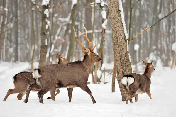 Kış saati geyik — Stok fotoğraf
