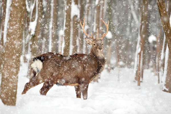 Rotwild im Winter — Stockfoto