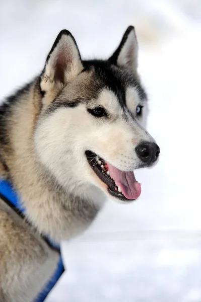 Chien husky en hiver — Photo