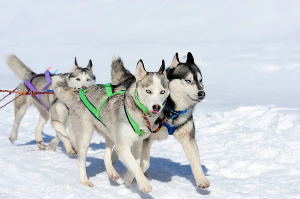 シベリアハスキー犬 — ストック写真