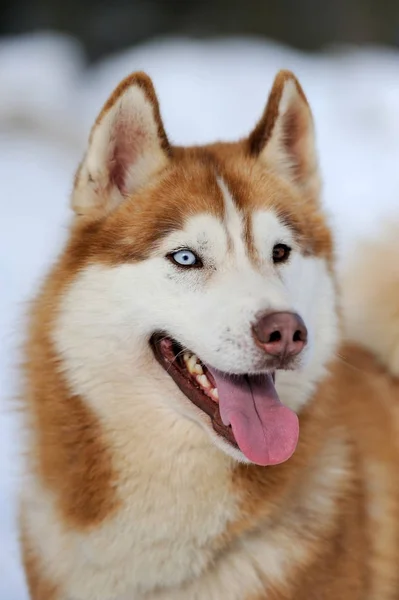 Retrato de perro husky siberiano — Foto de Stock