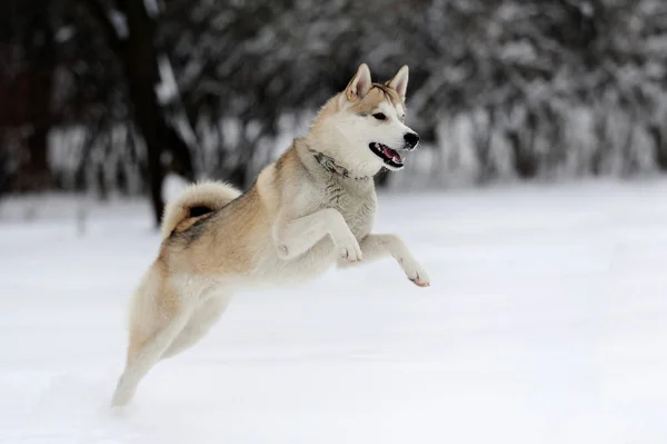 Husky — Stock fotografie