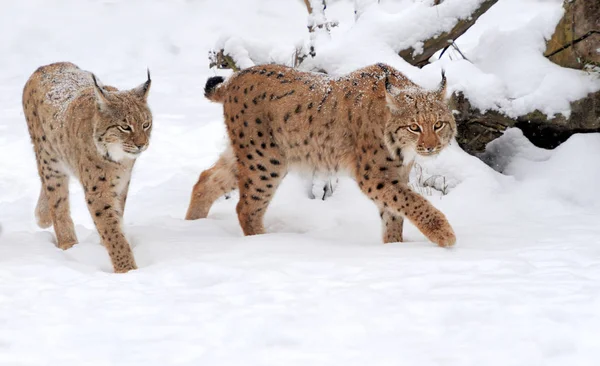 Lynx in de winterdag — Stockfoto