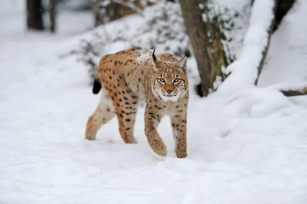 Lynx a téli nap — Stock Fotó