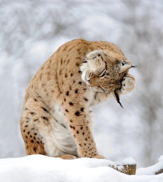 Lynx in de winter — Stockfoto