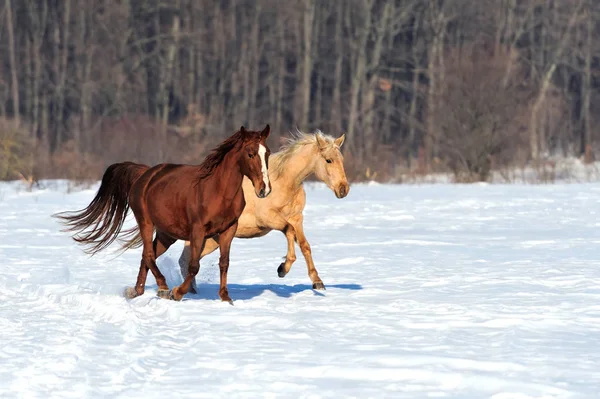 Cavallo corre galoppo in inverno — Foto Stock