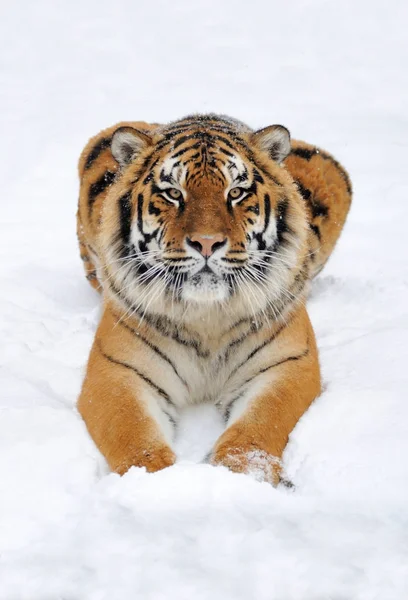 Тигр в снігу — стокове фото