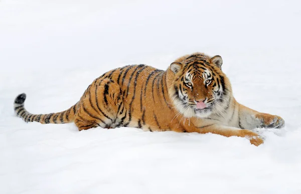 Tygr ve sněhu — Stock fotografie
