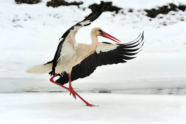 Stork in winter — Stock Photo, Image