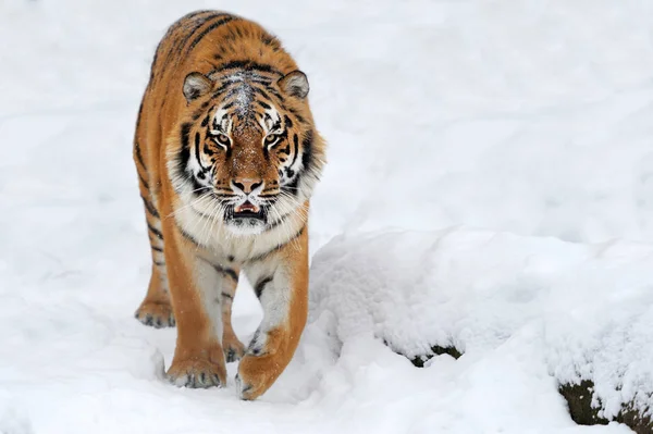 Tiger i snö — Stockfoto