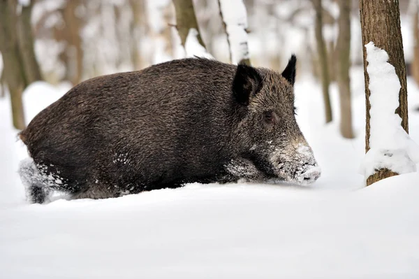 Wildschweine — Stockfoto