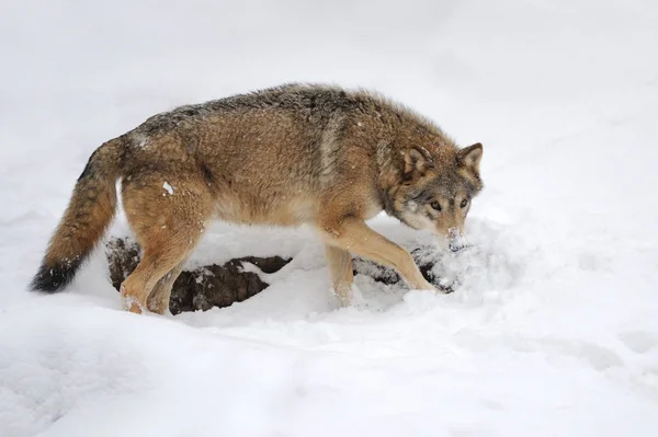Lobo gris salvaje en invierno — Foto de Stock