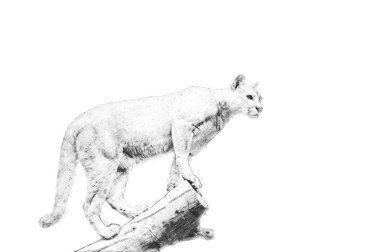 Puma. Kalem kroki