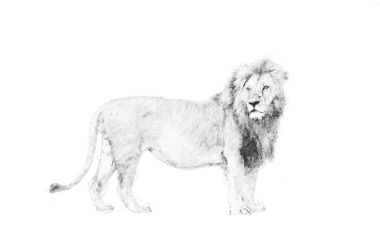 Aslan. Kalem kroki
