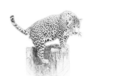 Leopar. Kalem kroki
