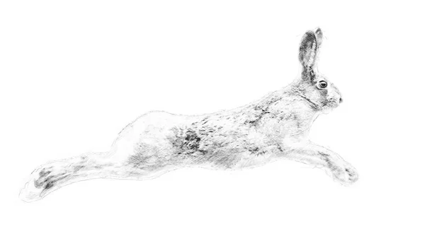 Hare. Sketch with pencil — Stock Photo, Image
