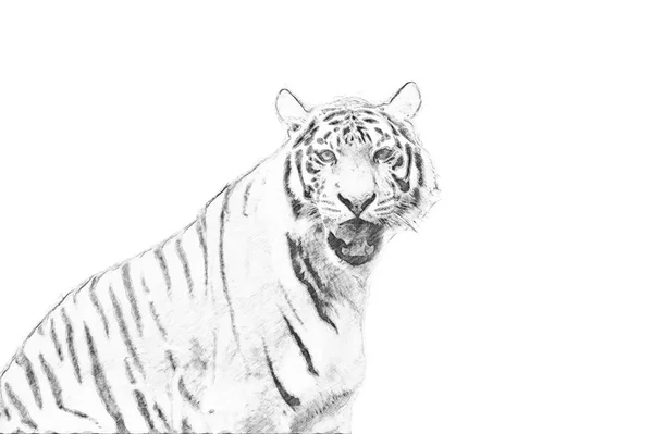 Tigre. Croquis avec crayon — Photo