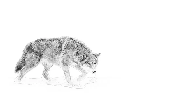 Λύκος. Σκίτσο με μολύβι — Φωτογραφία Αρχείου