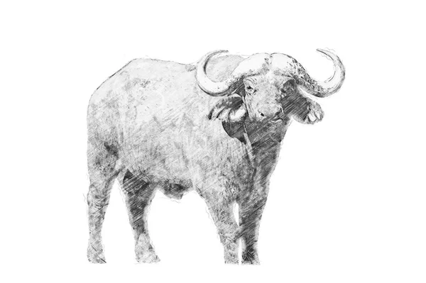 Buffalo. Schets met potlood — Stockfoto
