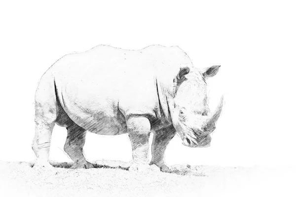 Rhino. Schets met potlood — Stockfoto
