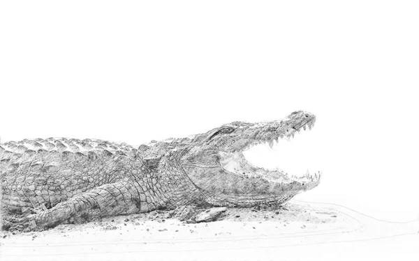 Crocodilo. Esboço com lápis — Fotografia de Stock