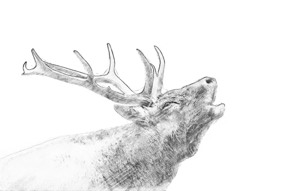 鹿。鉛筆でスケッチします。 — ストック写真